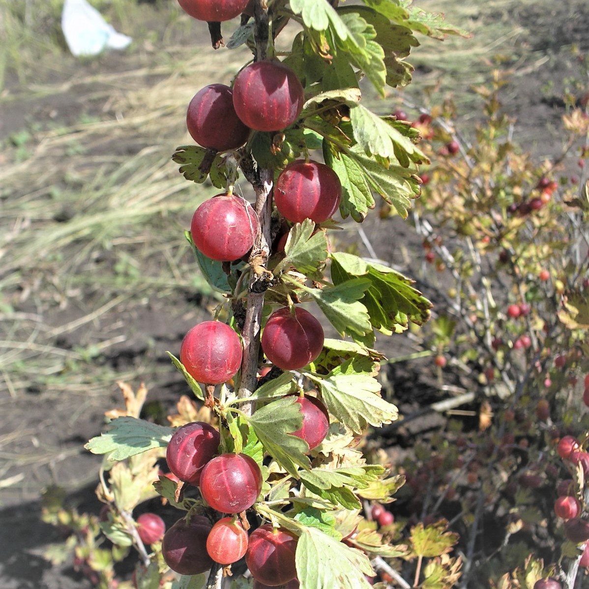 Крыжовник сеянец смены описание сорта