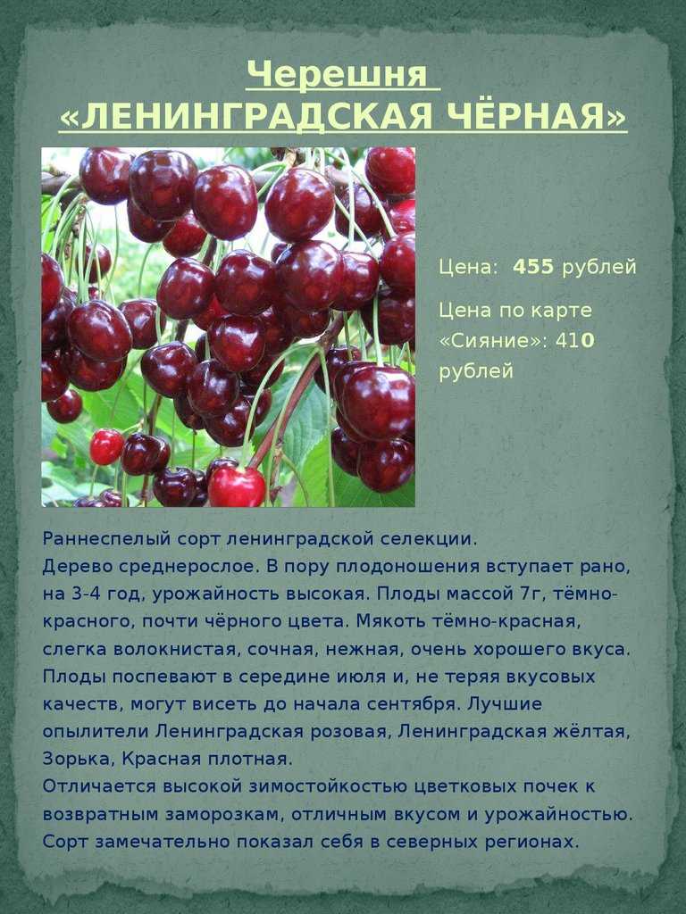 Черешня: описание 20 лучших сортов (фото & видео) +отзывы