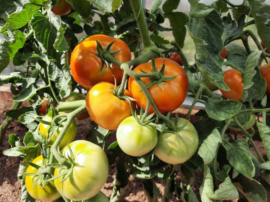Томат кумир: характеристика и описание сорта, отзывы об урожайности, фото семян