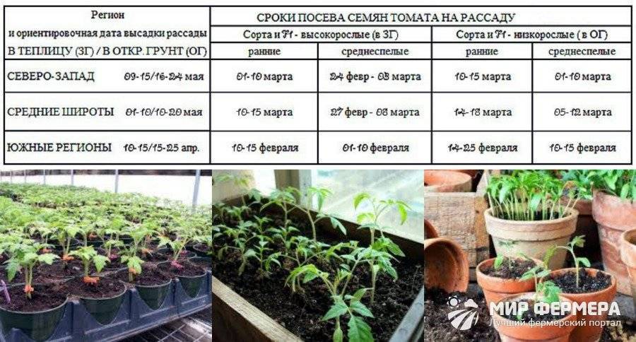 Описание сорта томата валютный и его характеристики