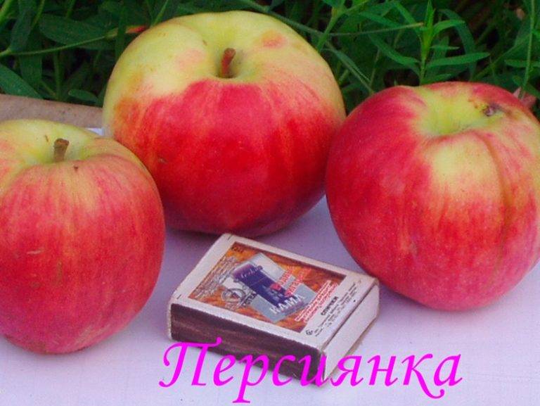 Абрикос персиковый: описание сорта, фото, отзывы садоводов, посадка и уход