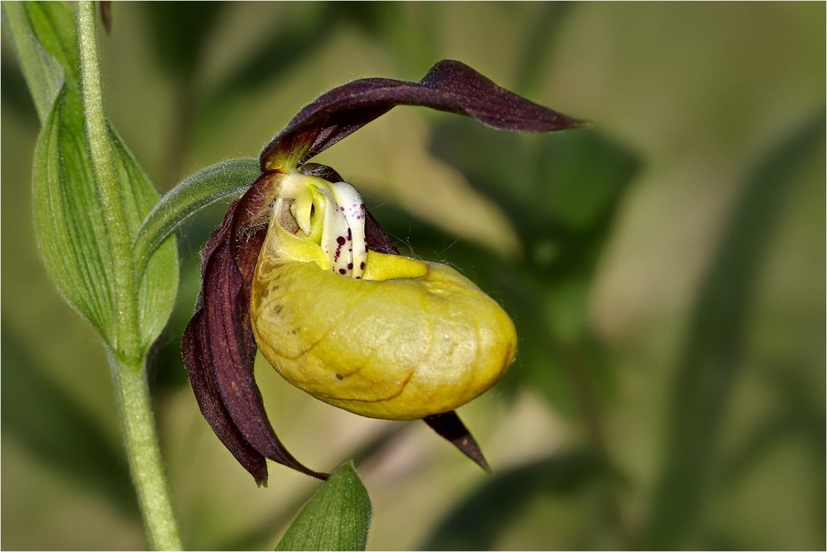 Cypripedium macranthos - leaf library