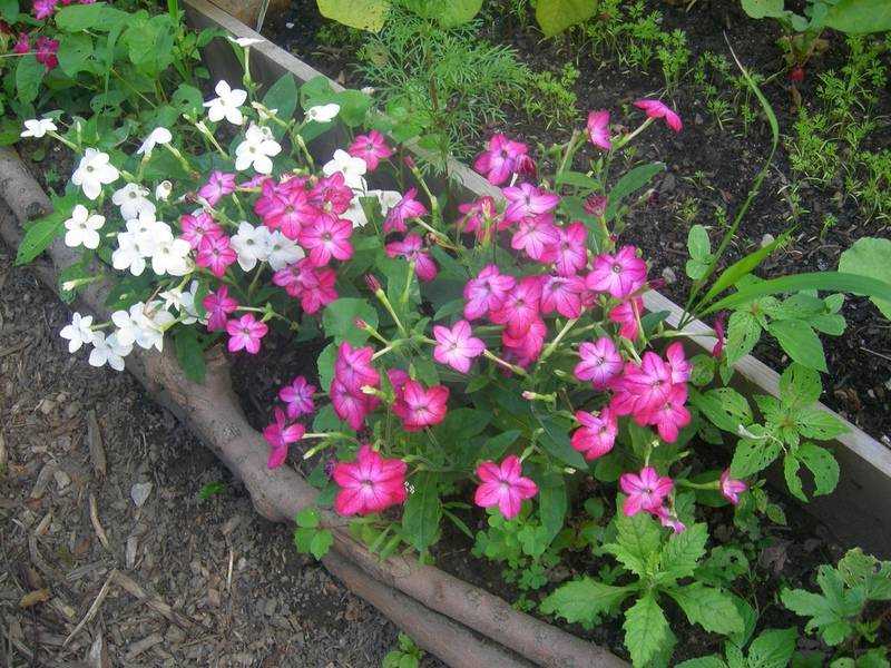 Табак настоящий - nicotiana tabacum l.