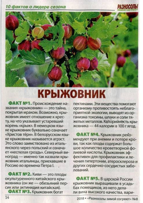 Крыжовник обыкновенный
