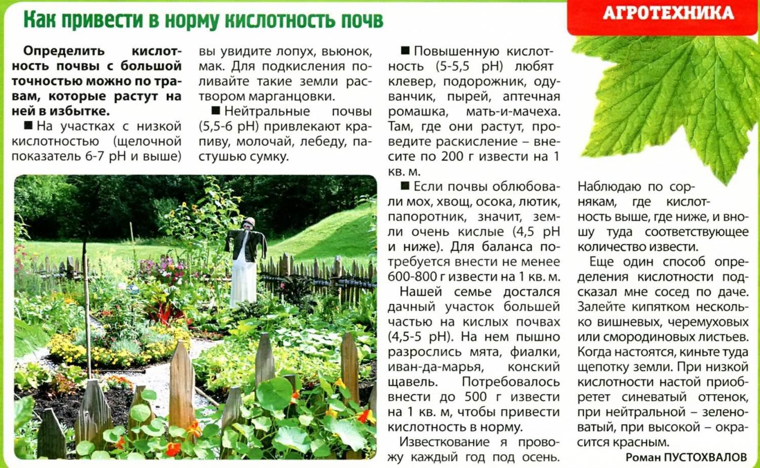 Томат гигант лимонный: отзывы, описание сорта, характеристика, фото
