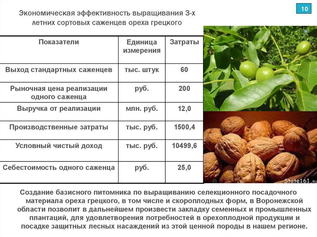 Фундук «кавказ»: описание сорта, характеристика, история, плюсы и минусы, особенности выращивания и уход, болезни и вредители