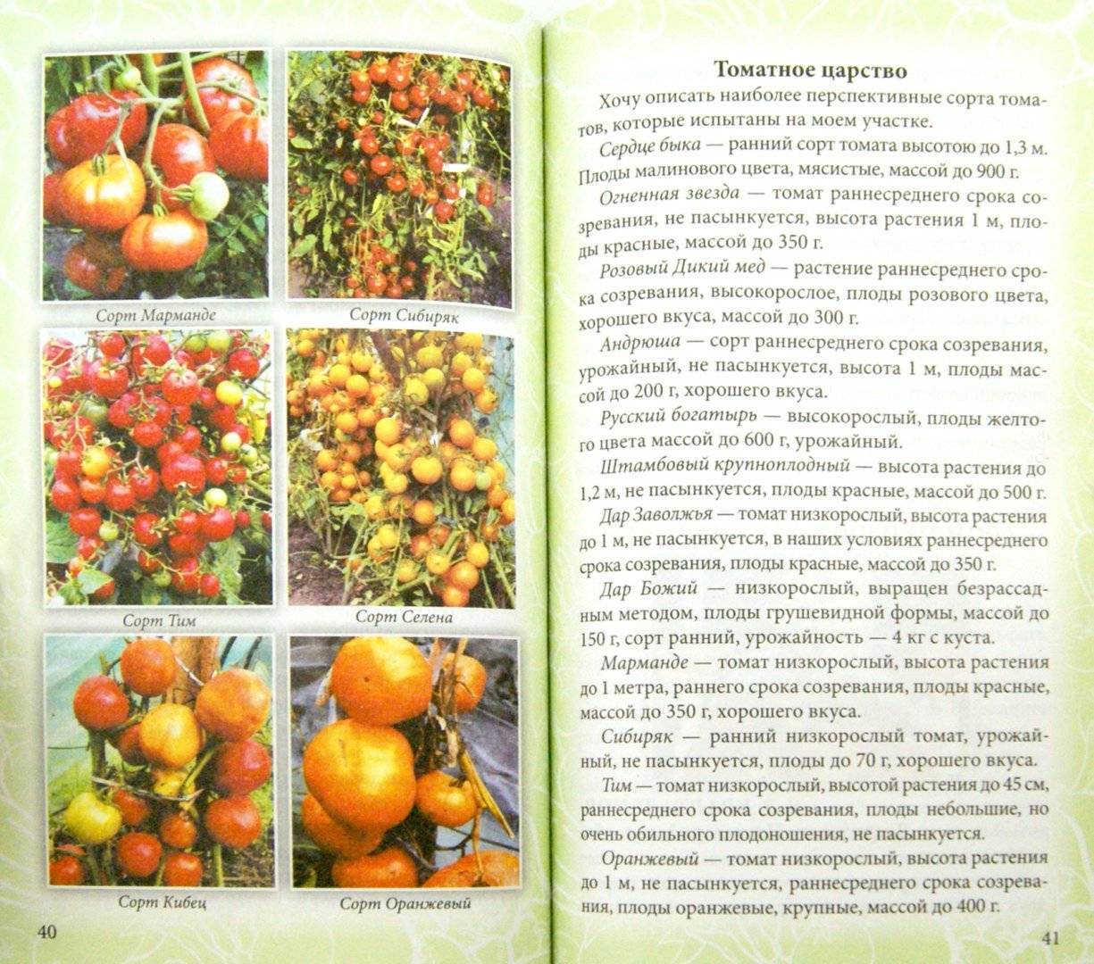 Томат соседская зависть