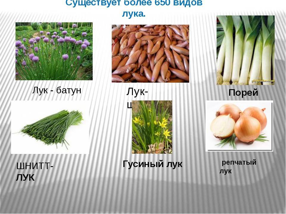 Лучшие сорта красного лука для россии и ее регионов