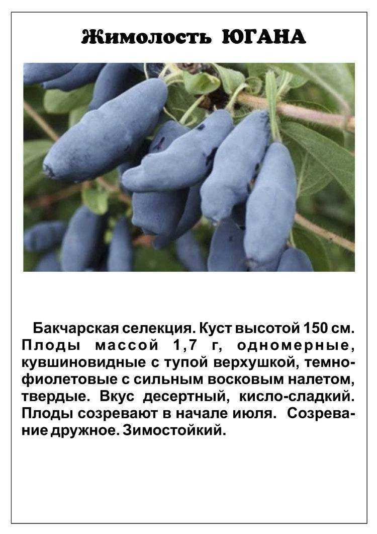 Лучшие сорта жимолости съедобной с описанием и фото