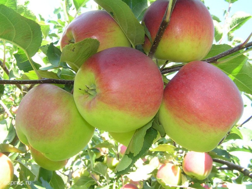Яблоня фермер описание сорта | хороший урожай🍎