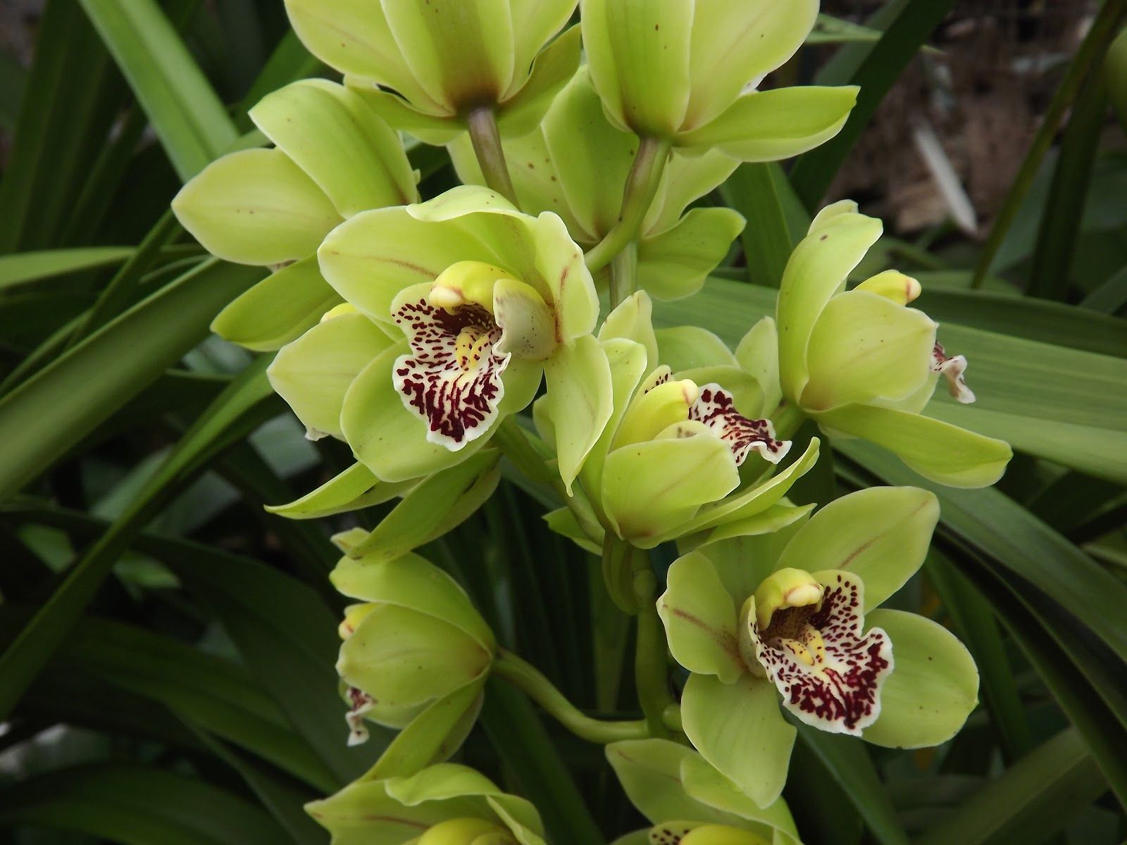 Цимбидиум домашний - фото орхидеи, уход, пересадка цветка, полив, размножение