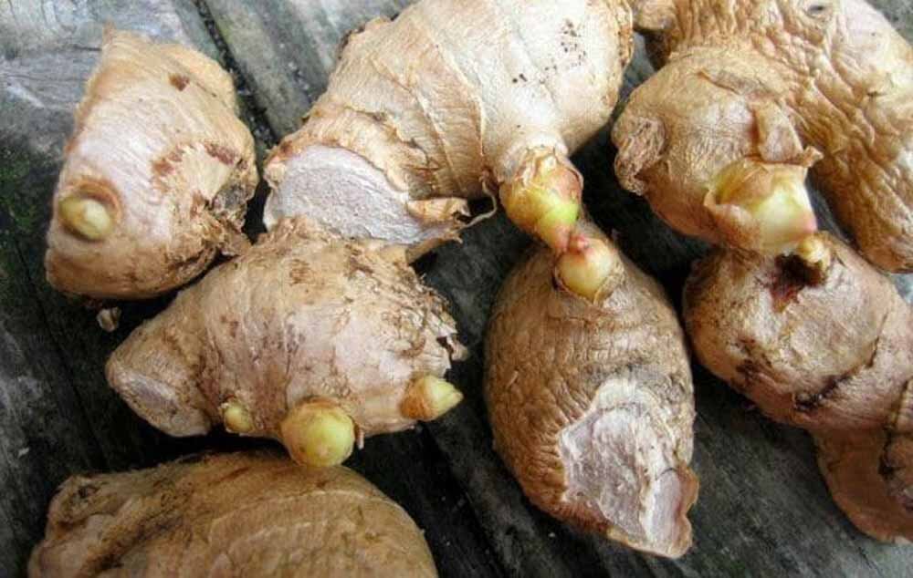 Имбирь  / zingiber officinale : - уход, полив, посадка, разведение