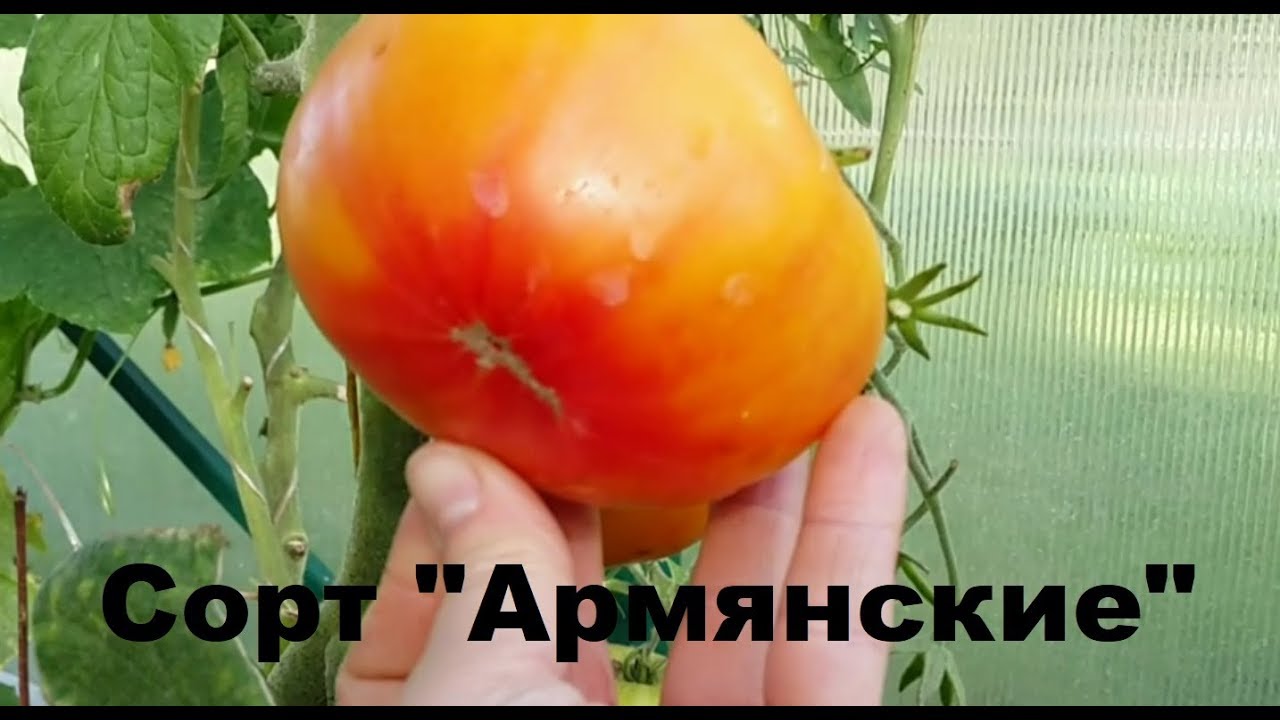 Томат армянский желтый характеристика и описание