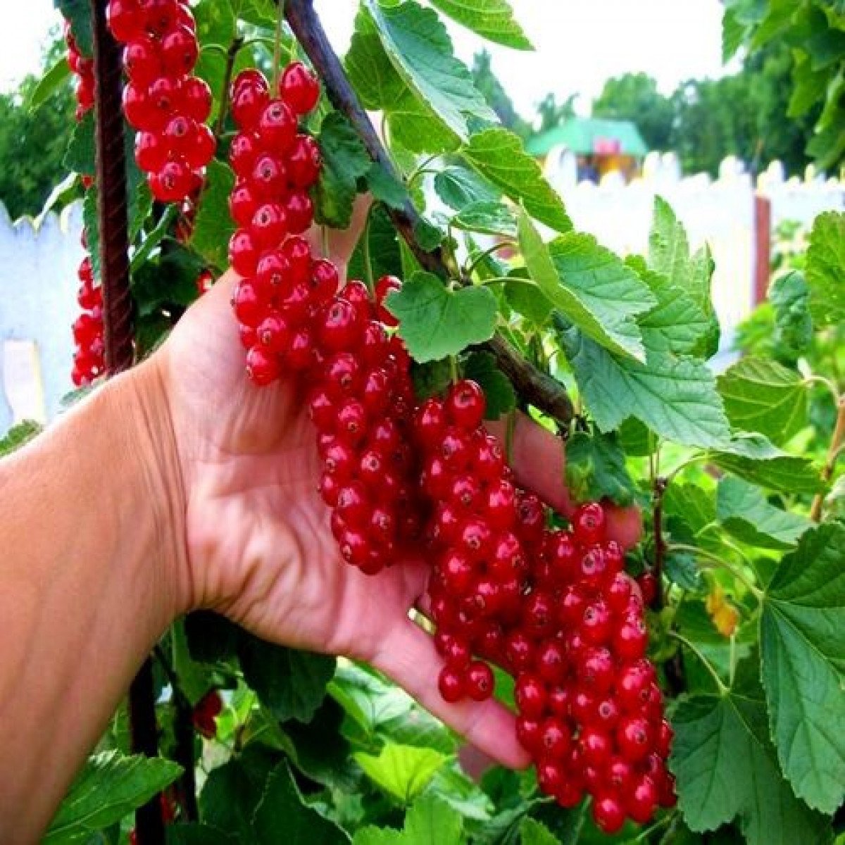Смородина красная традиционные сорта памятная с доставкой! 🌱 [753043]