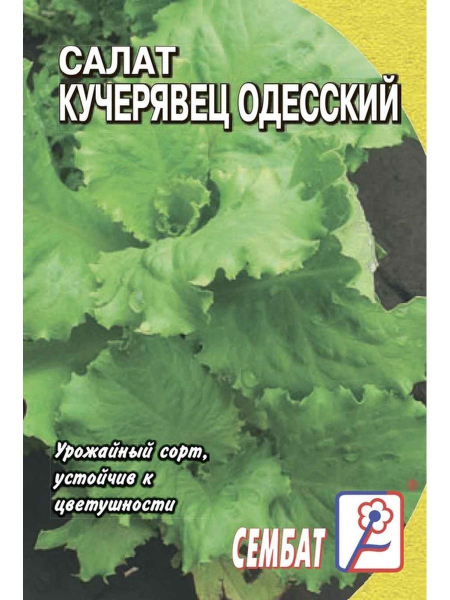 Сорт салата одесский кучерявец - у дачки