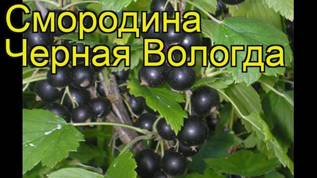 Чёрная смородина вологда