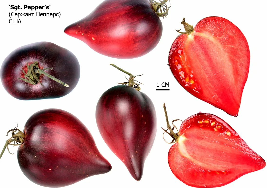 Томат бронза: описание и характеристика, отзывы, фото | tomatland.ru