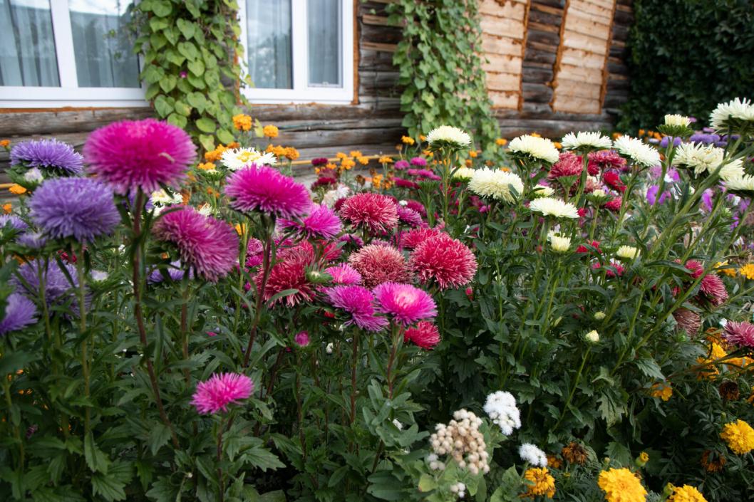 Кустарниковая астра: описание, размножение и уход