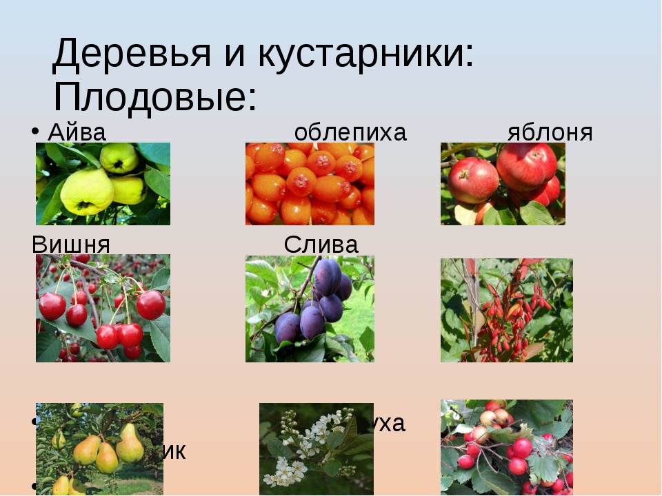 Каталог
ягодных  культур –
весна 2004
 