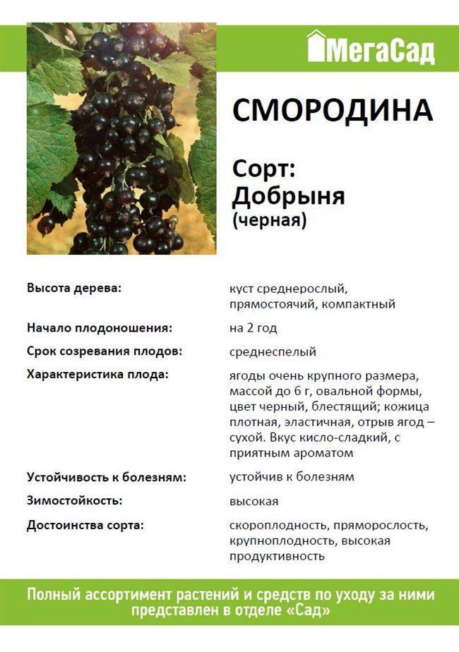 Описание сортов смородины: черная, сладкая, с крупными ягодами, устойчивые к болезням