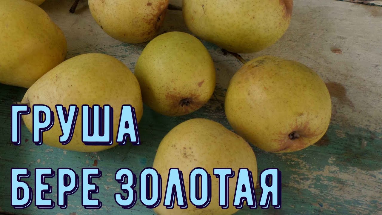 Груши - ип крылович в.а.