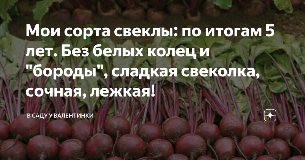 Технология выращивания столовой свеклы