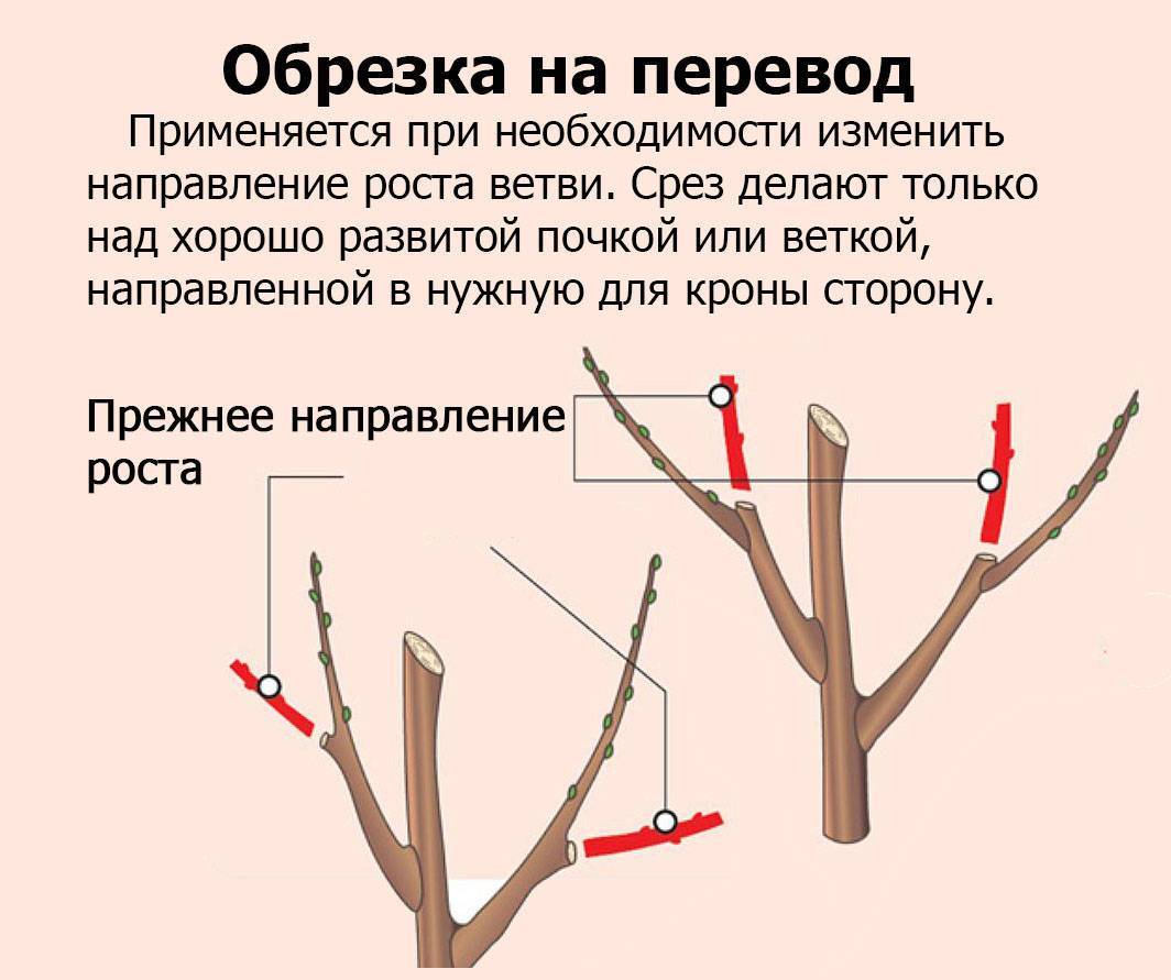 Миндальное дерево: посадка и уход, фото