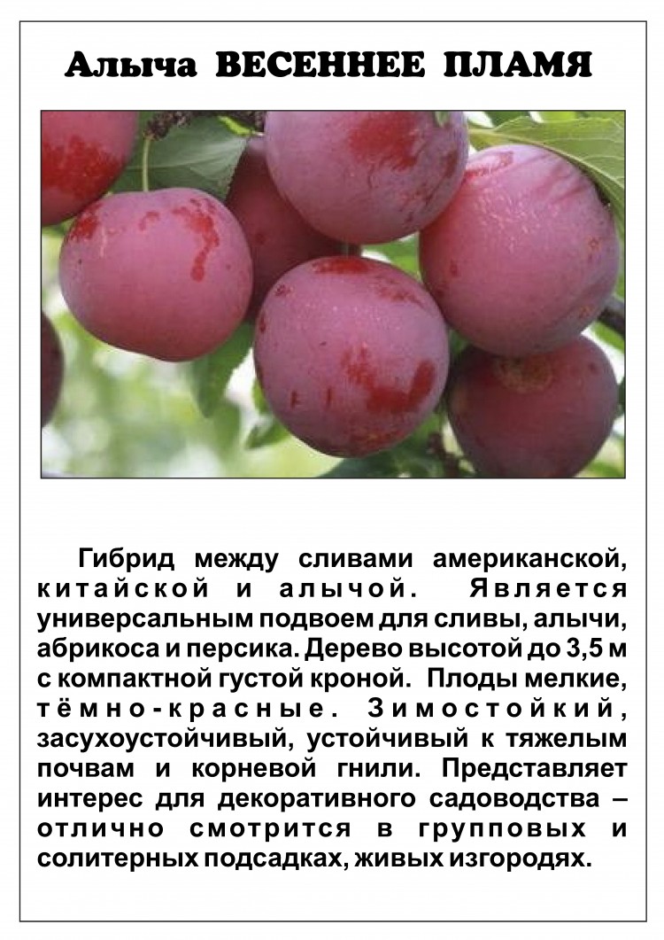 Алыча и её лучшие гибриды для всех регионов. описание, особенности выращивания. фото — ботаничка