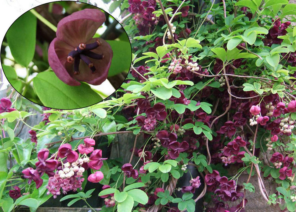 Learn about eucodonia 'adele' | adele's eucodonia | perennial encyclopedia