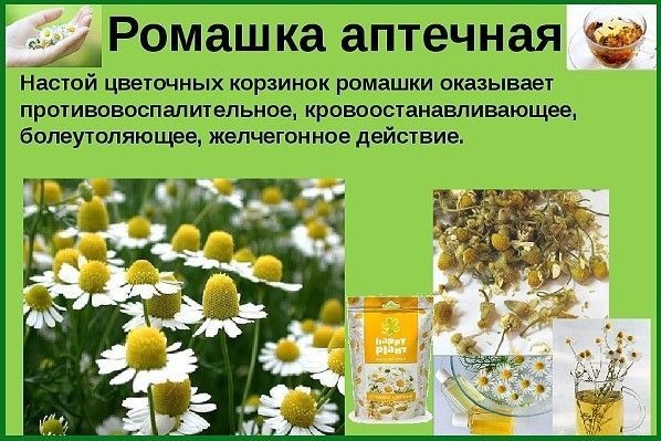 Ромашка аптечная — matricaria chamomilla l.