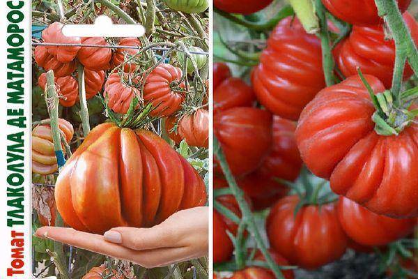 Томат орлиный клюв: описание, фото сортов, отзывы