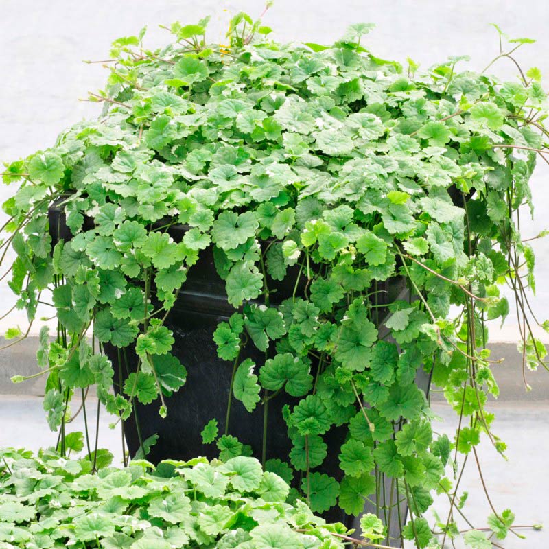 Глехома, glechoma hederacea, земляной плющ: выращивание, уход