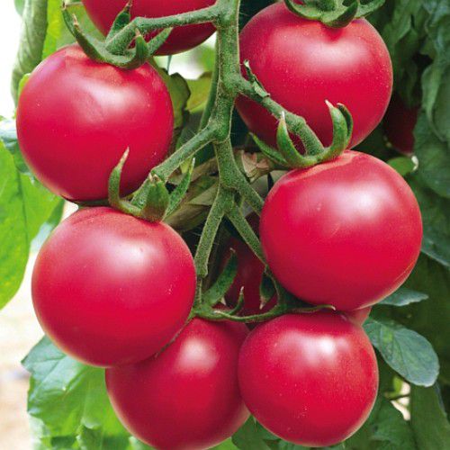 Солнечная вспышка томат описание сорта