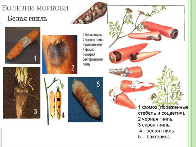 Любимица отечественных овощеводов — морковь витаминная 6. подробная характеристика и особенности выращивания