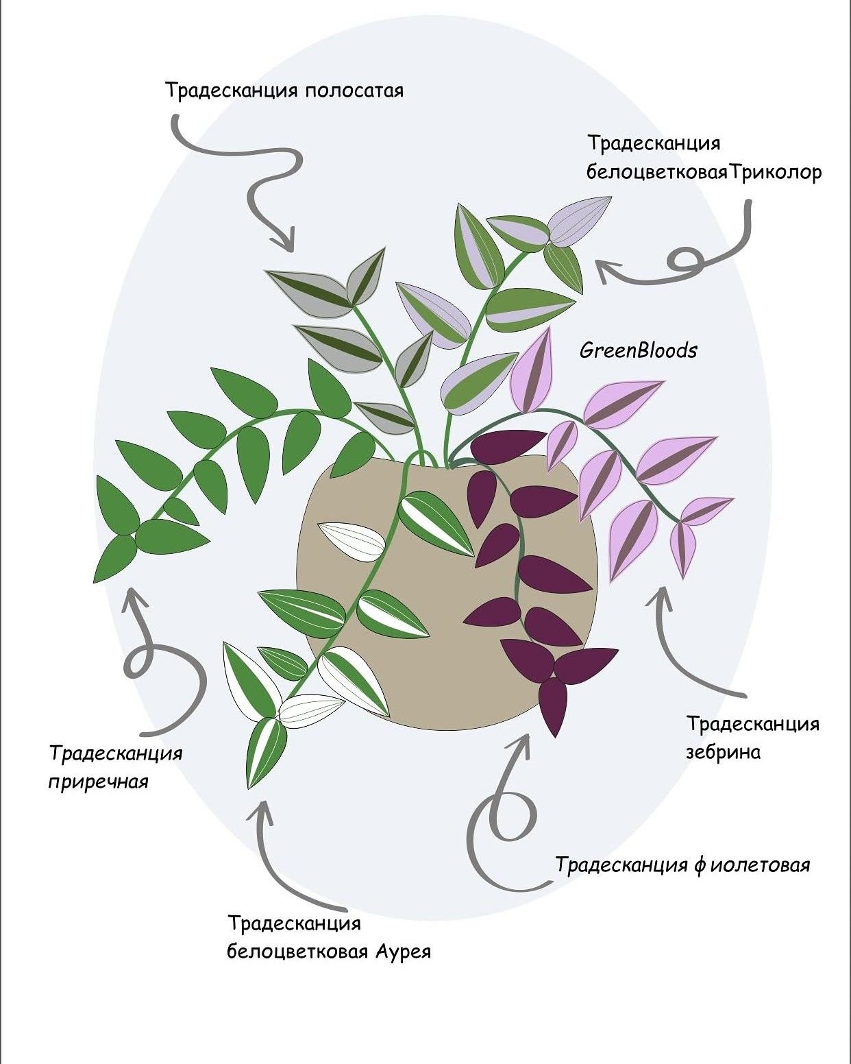 Традесканция