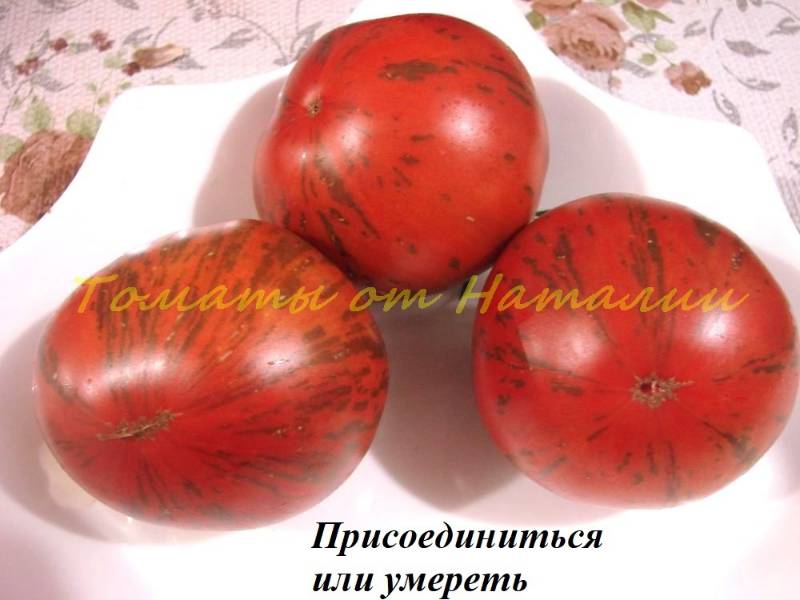 Сортовые томаты на моем огороде. лето 2019 - страна мам