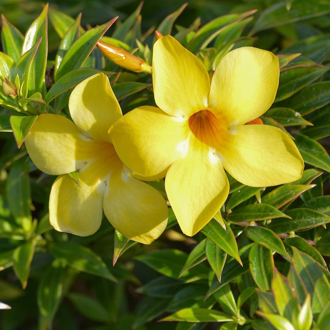 Anguloa clowesii - [cradle or tulip orchid - clowes anguloa]