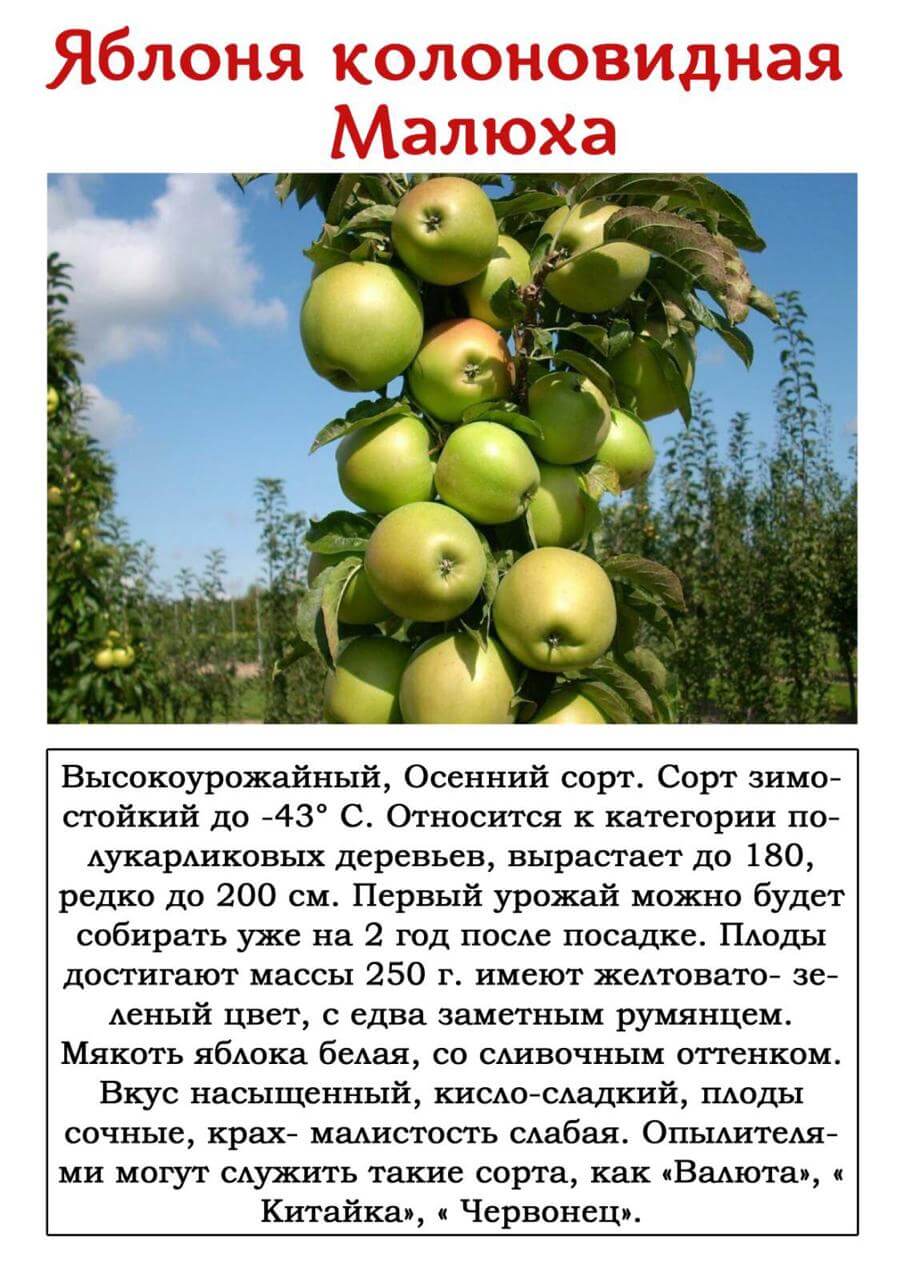 Описание сорта яблони малиновка: фото яблок, важные характеристики, урожайность с дерева