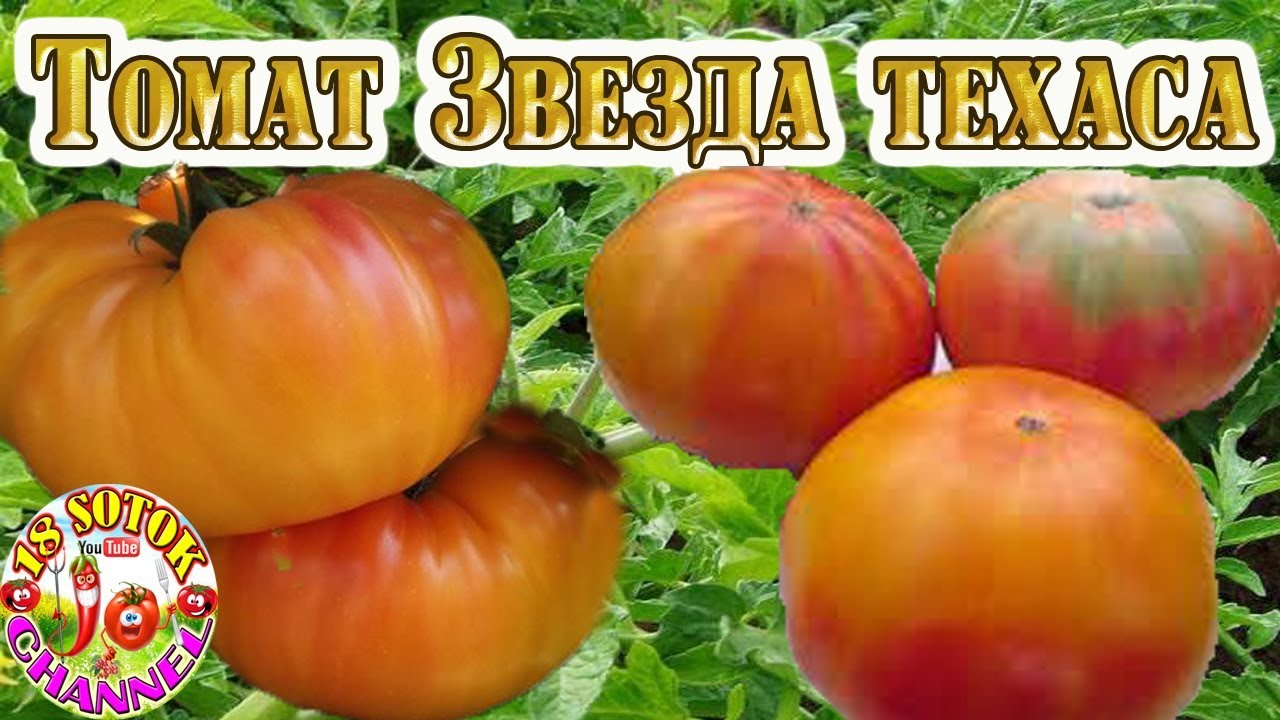 Томат звезда техаса — характеристика и описание самого популярного и вкусного сорта для гурманов, который собирает полные залы на ярмарках и становится настоящим хитом в кулинарии