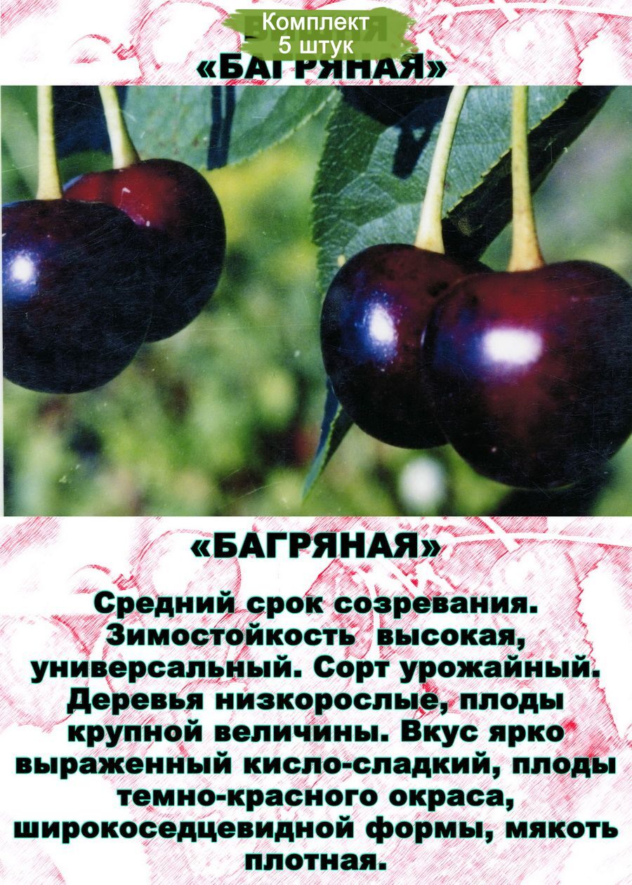 Сорт черешни краса кубани. описание, фото, отзывы