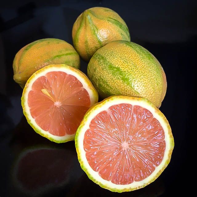 Citrus aurantifolia: key lime plant care & growth guide