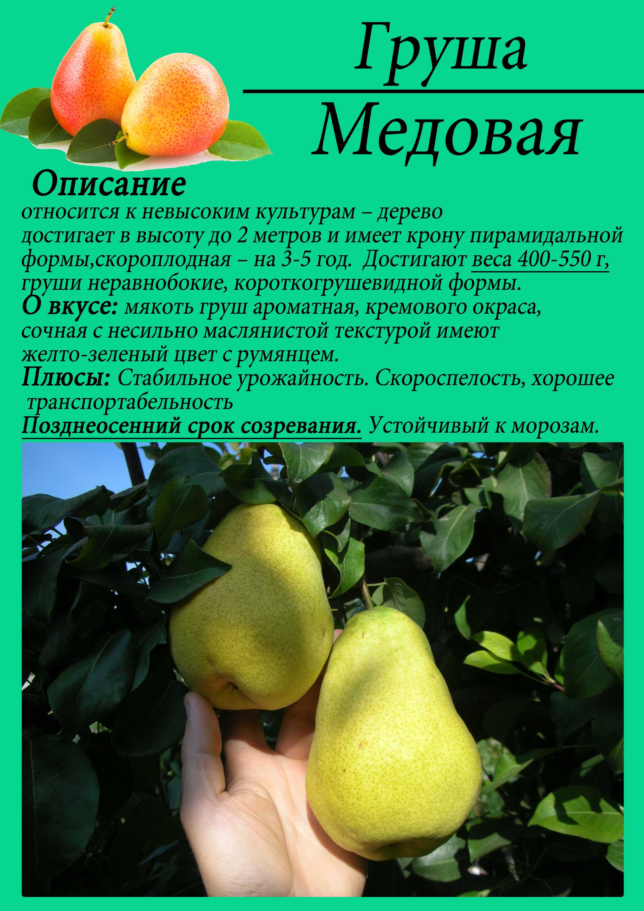 Сорта груш / описание всех сортов - народный сад