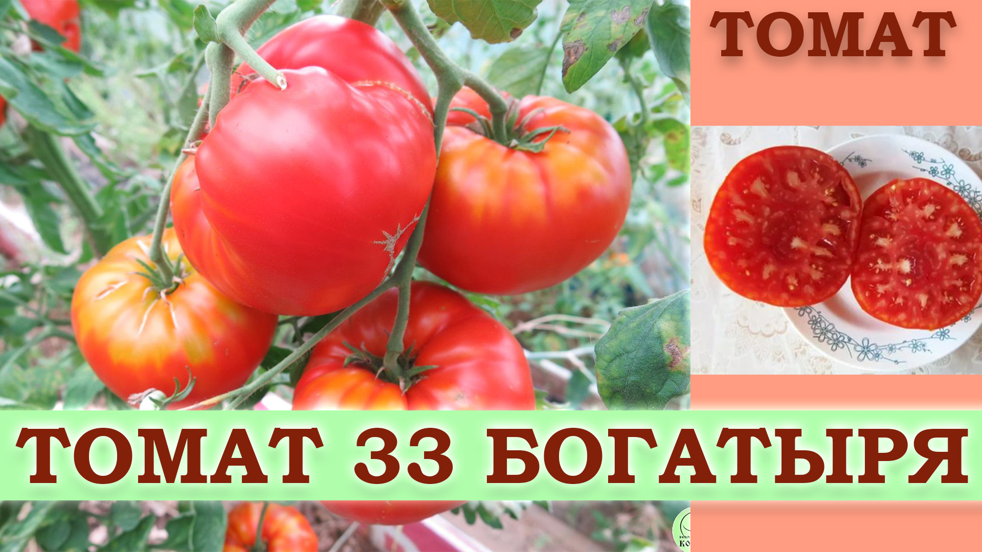 38 семян (сортов) томатов сибирской селекции, самые урожайные