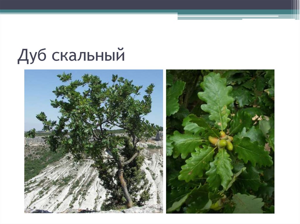 Скальный дуб, скальный дуб, троше дуб, quercus petraea  все о садоводстве и дизайне сада - 2024