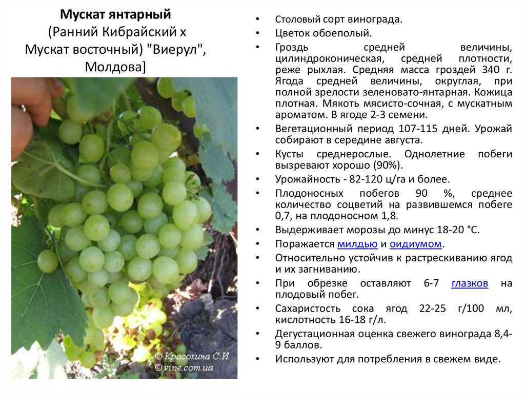 Виноград фестиве описание сорта