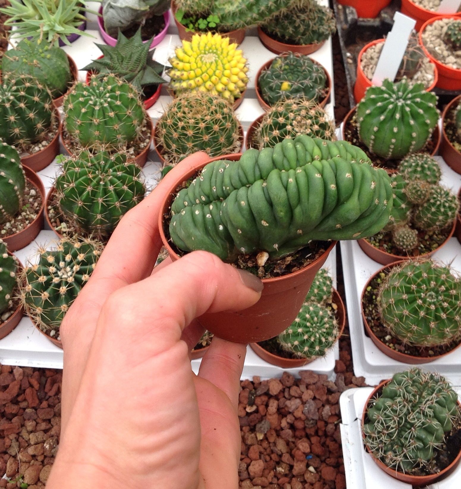 Aloe mitriformis - giromagi cactus and succulents