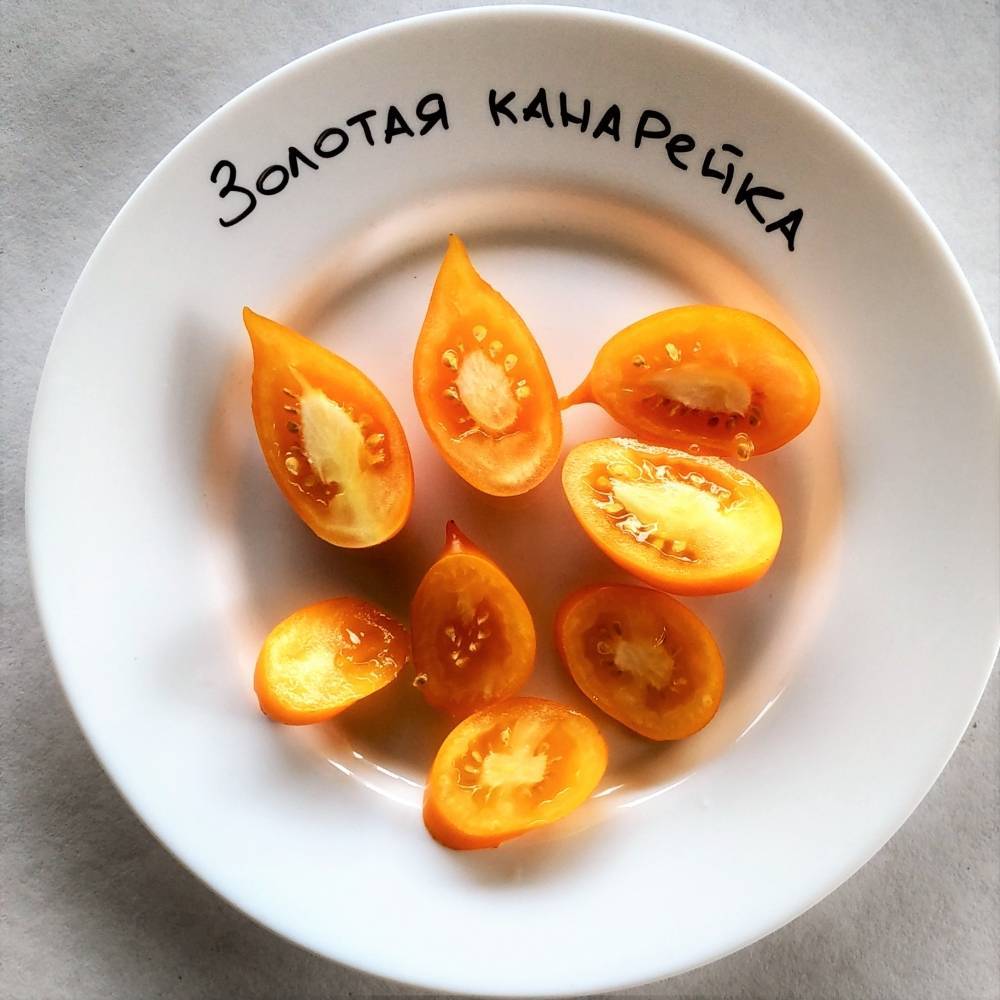 Характеристика и описание томата «золотая канарейка»