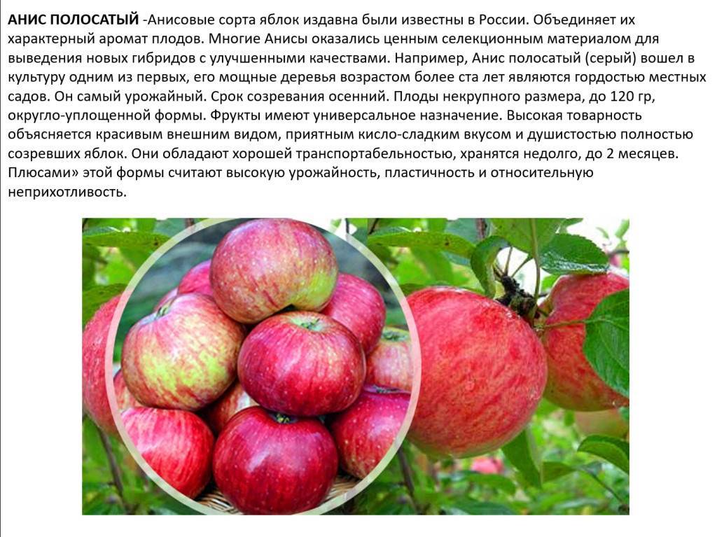 Яблоня сорт «россошанское лежкое»