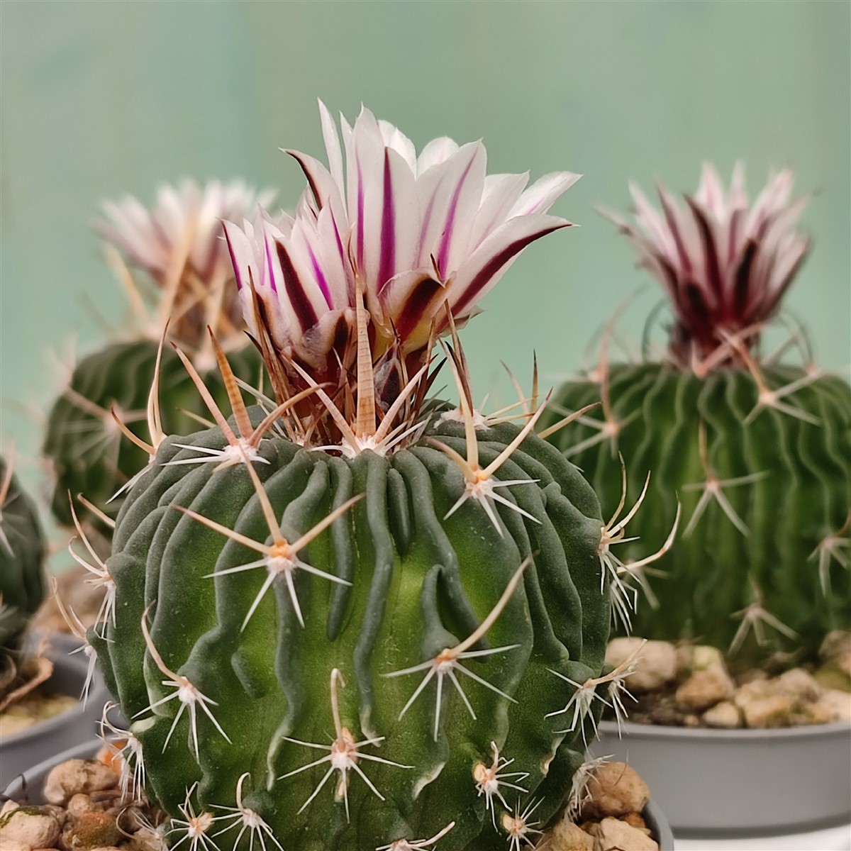 Stenocactus multicostatus guide: how to care for the “brain cactus”