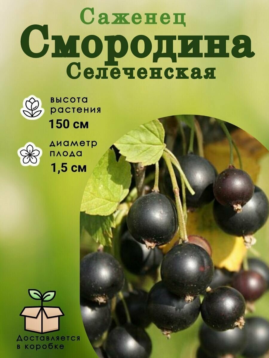 Смородина селеченская и селеченская-2: описание сорта черной смородины, выращивание - посадка и уход